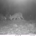 sk-whitetail-trailcams-oco-2022-007