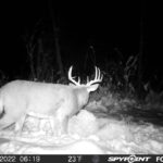 sk-whitetail-trailcams-oco-2022-031