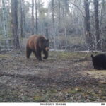 sk-bear-hunt-trail-cam-006