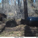 sk-bear-hunt-trail-cam-036