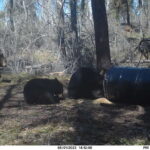 sk-bear-hunt-trail-cam-037