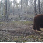 sk-bear-hunt-trail-cam-038