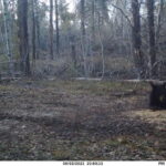 sk-bear-hunt-trail-cam-039