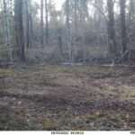 sk-bear-hunt-trail-cam-042