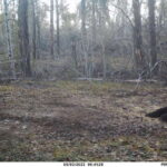 sk-bear-hunt-trail-cam-043