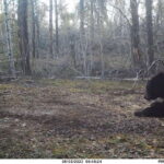 sk-bear-hunt-trail-cam-044