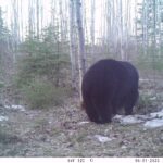 spring-black-bear-oco-001