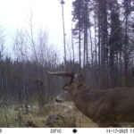 M2E52L152-151R399B383