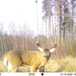 M2E62L185-185R399B404