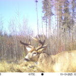 M2E69L201-200R399B417